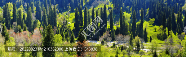 新疆伊犁云杉
