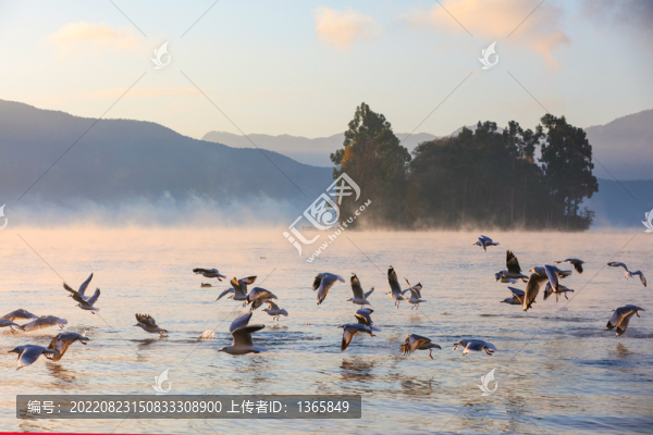 瀘沽湖早晨的海鷗
