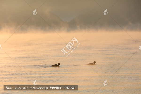 瀘沽湖野鴨
