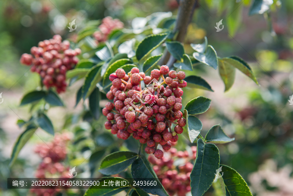 花椒樹上成熟的花椒