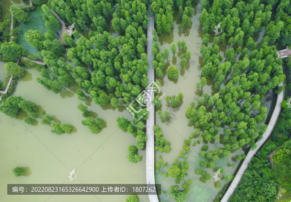 杭州青山湖水上森林