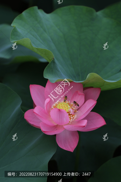夏荷