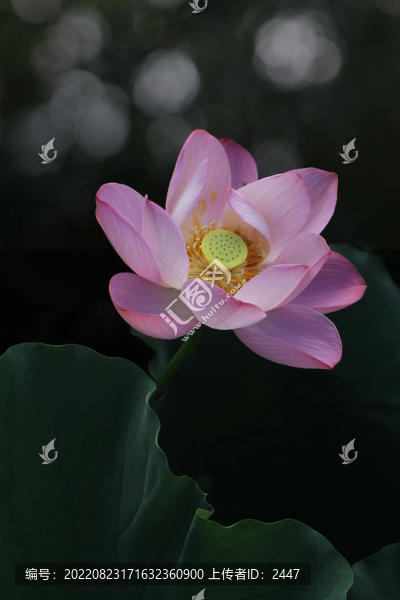 夏荷