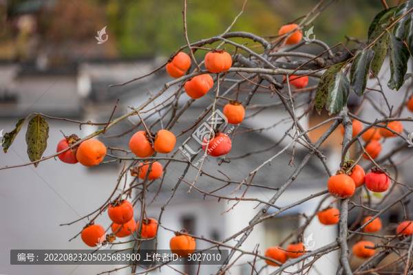 塔川紅柿