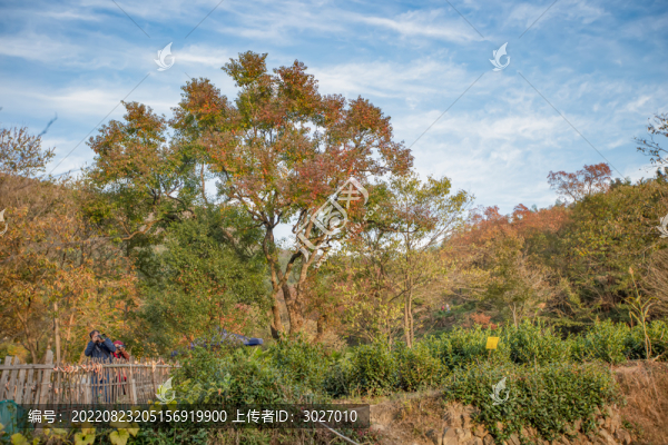 塔川秋色
