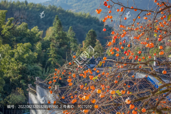 塔川村