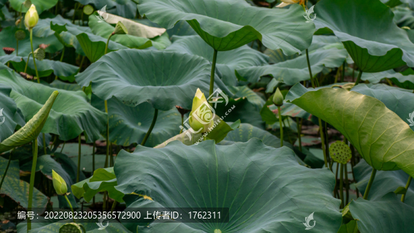 睡蓮