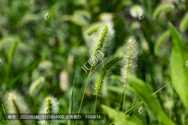 狗尾巴草