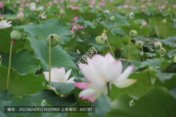荷花產業(yè)種植
