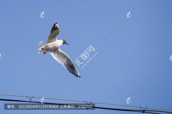 鷗鳥
