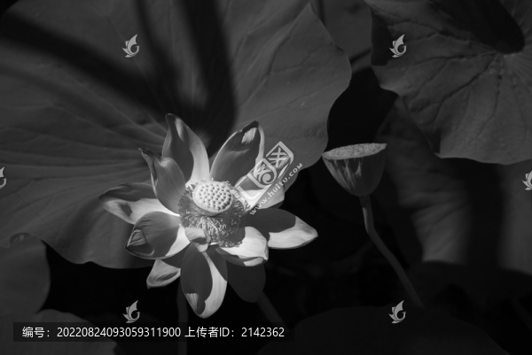荷韻