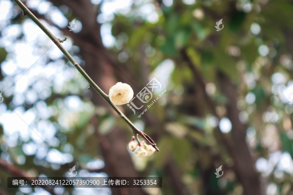 樹枝