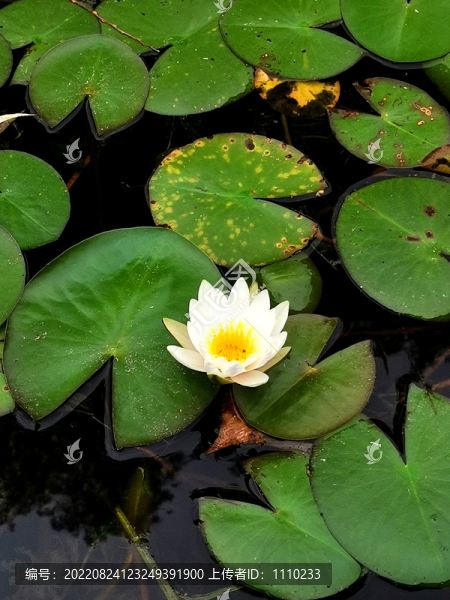 睡蓮