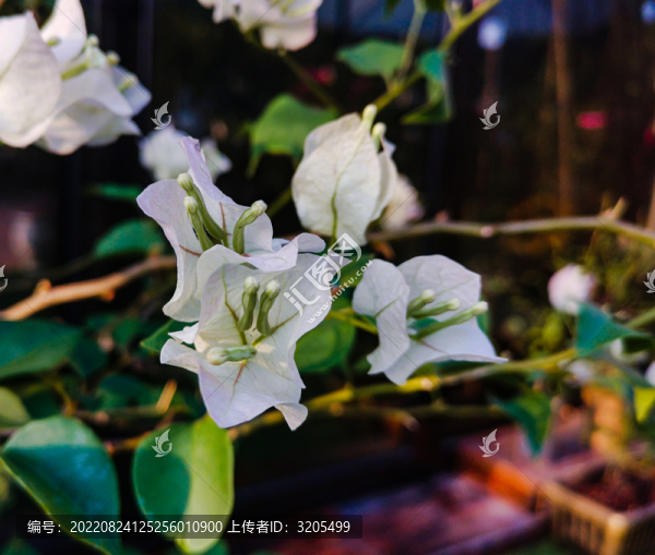 葉子花