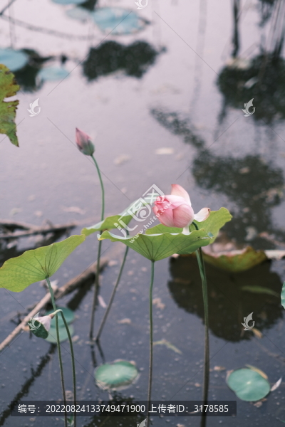 荷花蓮花