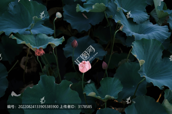 荷花
