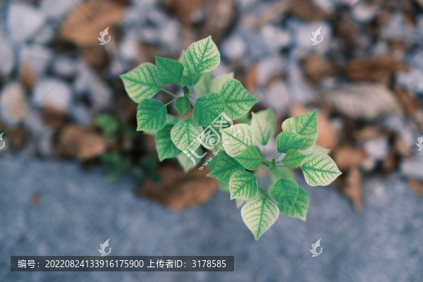 綠植