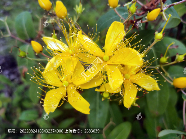 金絲桃花