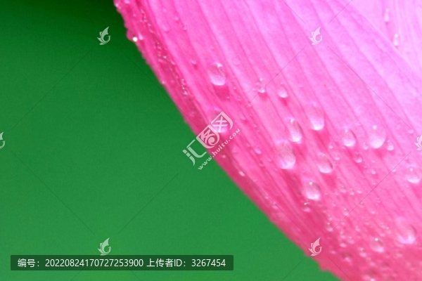 雨后荷花