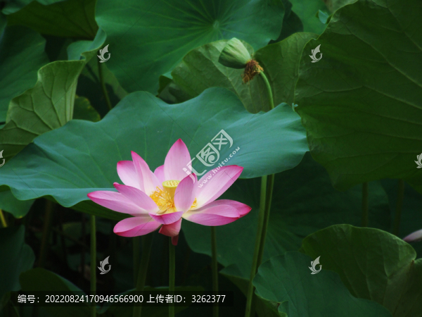 荷