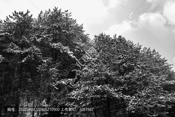 森林樹木枝頭壓滿積雪