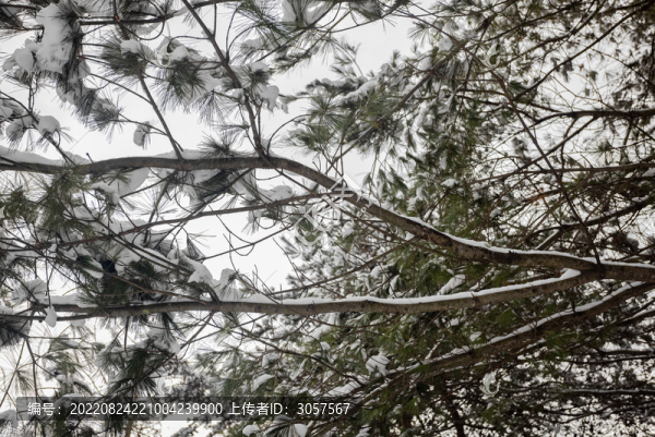 森林樹木枝頭壓滿積雪
