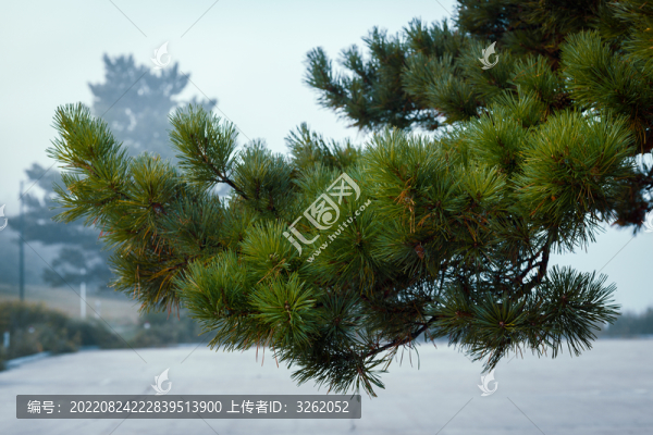 松樹(shù)松針