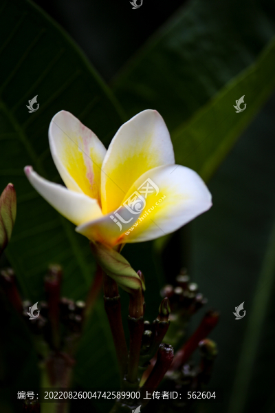 玉蘭花