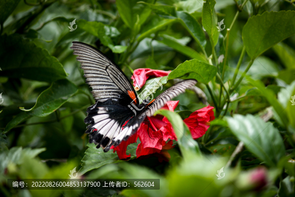 花蝶綠葉