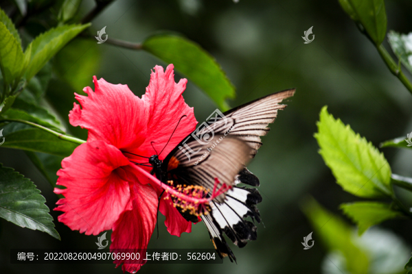 花朵蝴蝶