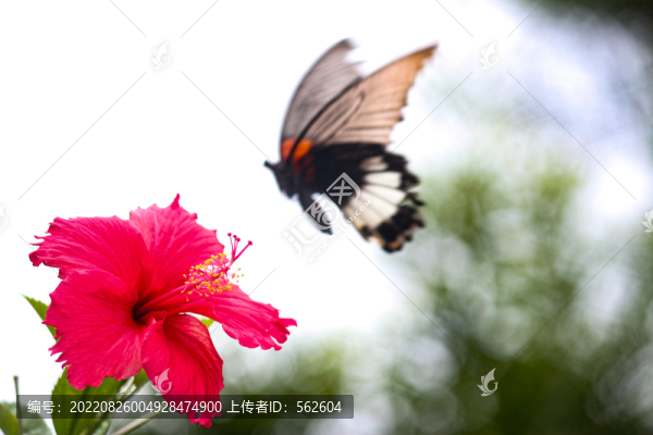 紅花蝴蝶