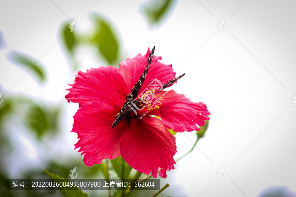 蝶戀花