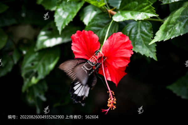 花蝶