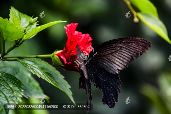 紅花蝴蝶