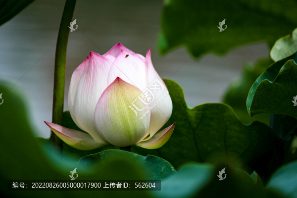 荷花花苞