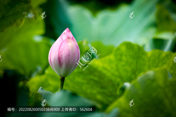 荷花荷葉