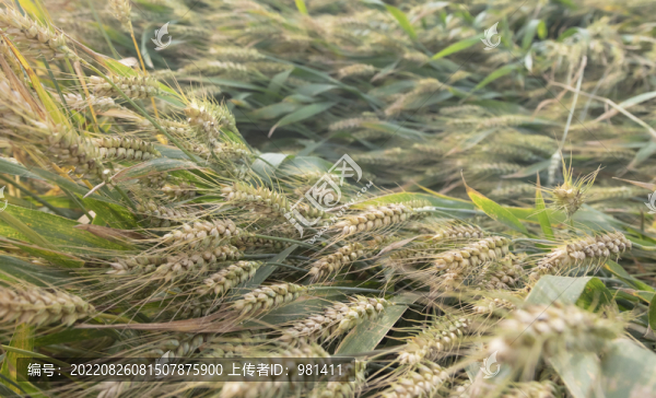 快成熟的莊稼小麥