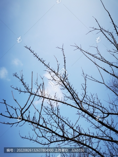 樹枝