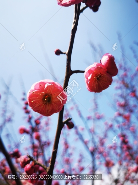 紅梅