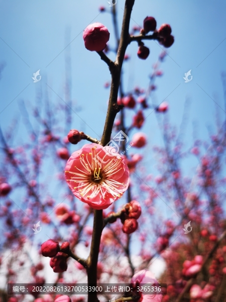 紅梅