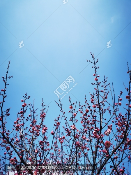 紅梅