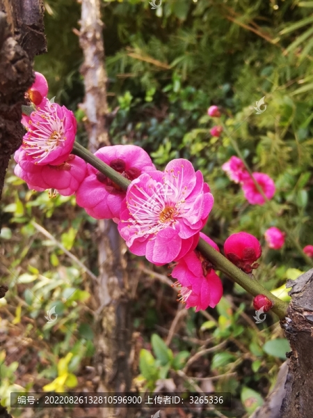 梅花