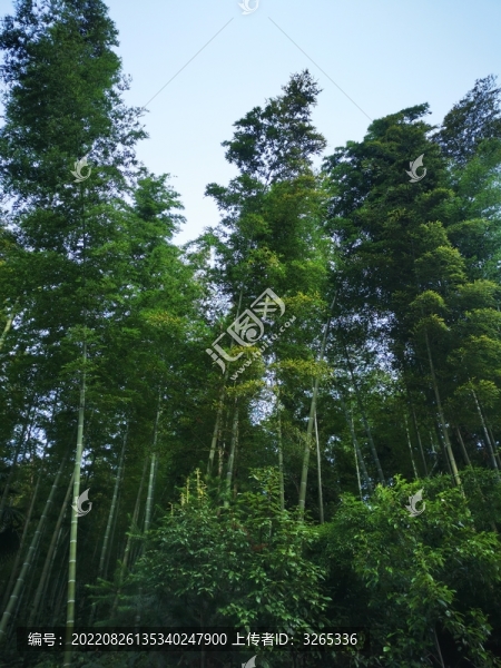 竹林