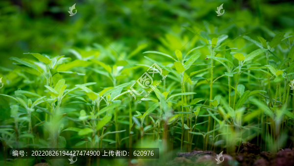 小草