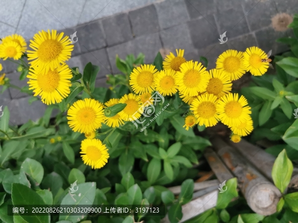 歐亞旋覆花