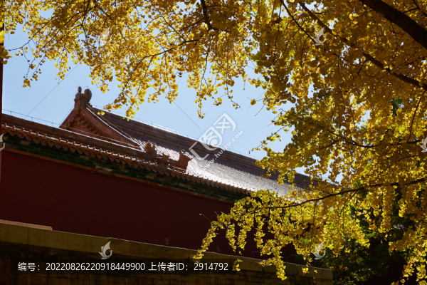 樹(shù)下的故宮