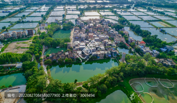 美麗青田