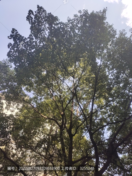 陽光樹林