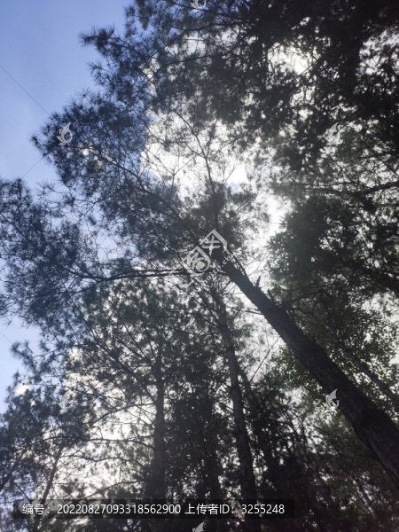 陽光樹林