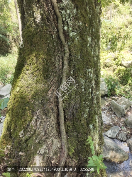 藤爬樹
